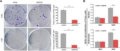 Targeting EIF3C to suppress the development and progression of nasopharyngeal carcinoma